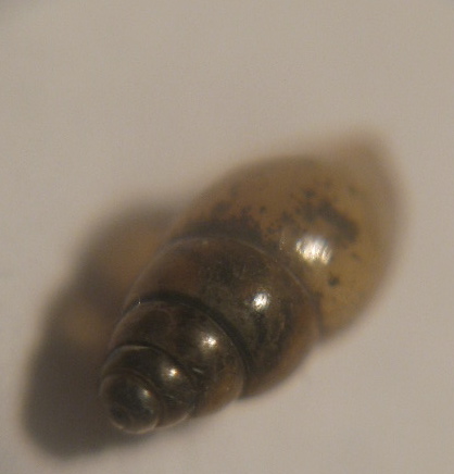 glossary pillar snail