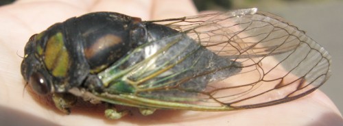 cicada