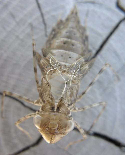 exuvia