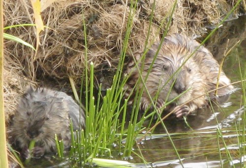 muskrats