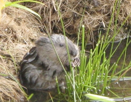 muskrat