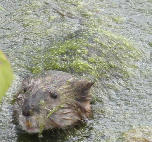muskrat