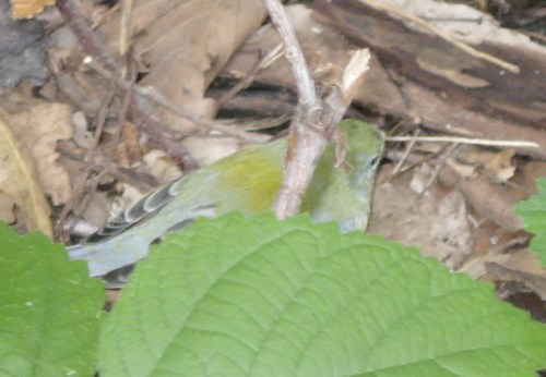 northern parula