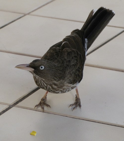 Pearly-eyed Thrasher
