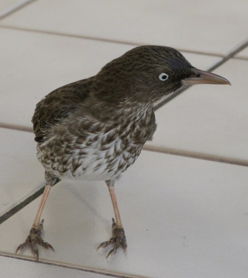 Pearly-eyed Thrasher