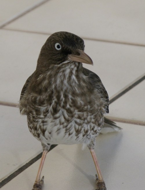 Pearly-eyed Thrasher