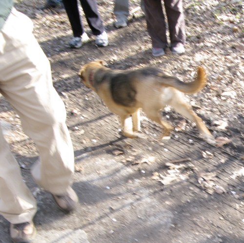 through a group of birders, Upper Pool