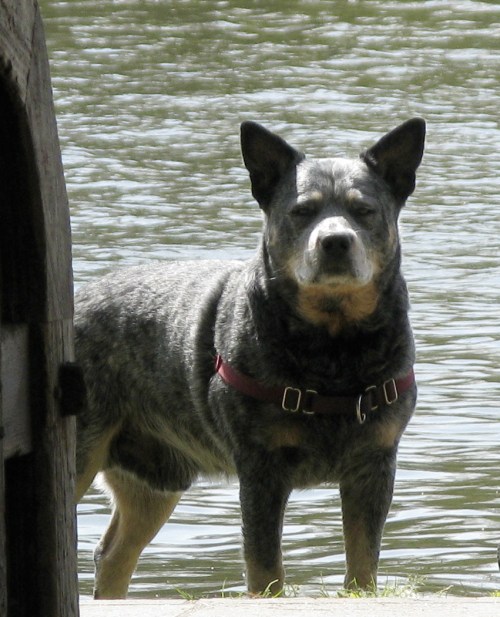Rustic Shelter, Peninsula