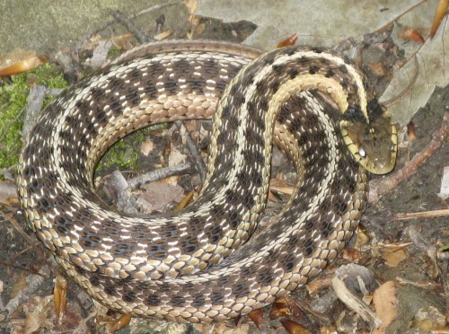 garter snake