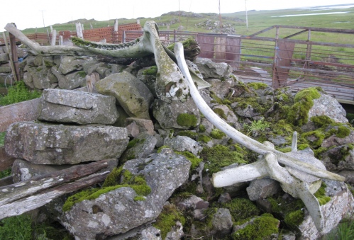 Whale bones, Iceland