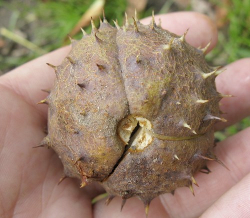 Horsechestnut