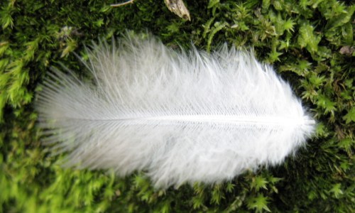 feather