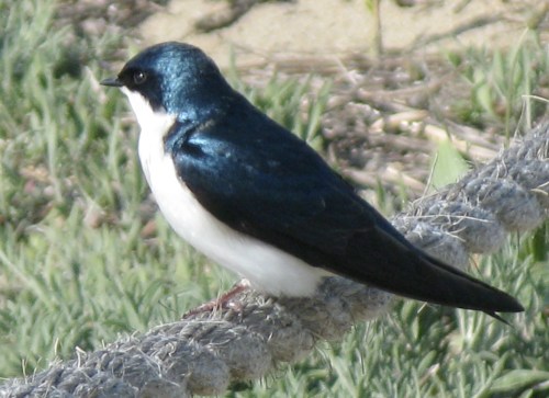 Tree Swallow