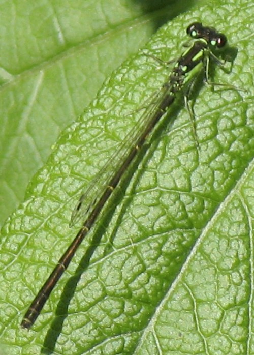 damselfly
