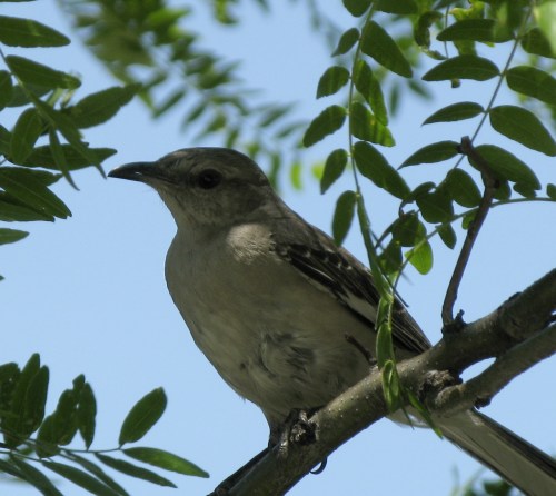 northern mockingbird
