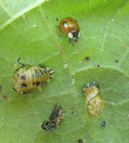 Adalia bipunctata