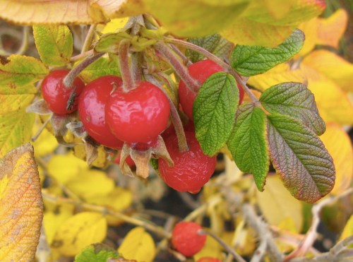 Rosa rugosa