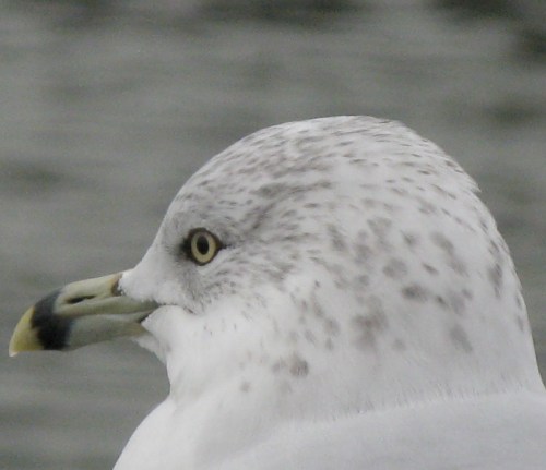 Larus delawarensis