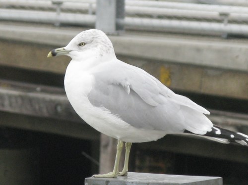 Larus delawarenesis