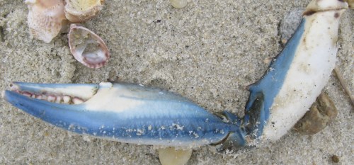 blue crab leg