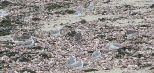 Sanderlings, Ruddy Turnstones