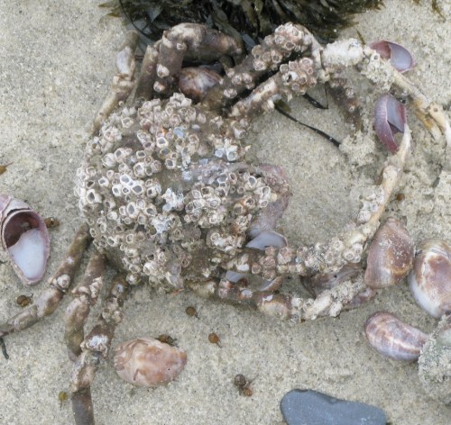 Spider Crab, barnacle motel