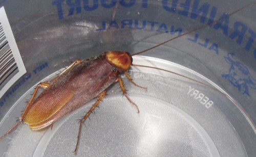 Periplaneta americana