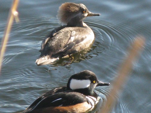 Lophodytes cucullatus