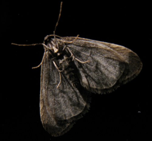 moth2