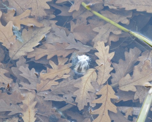 Oak leaves, duck feather