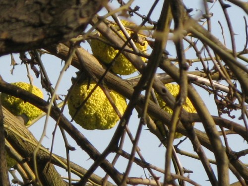 osage orange fruit