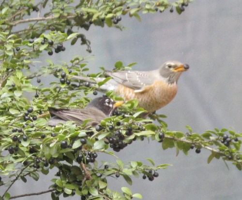 Turdus migratorius 