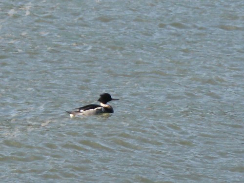 Mergus serrator 