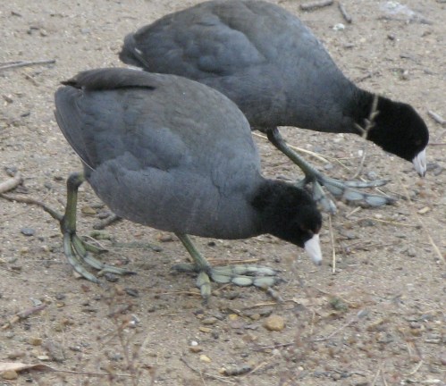 Fulica americana