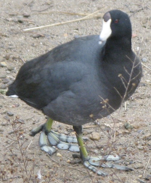 Fulica americana