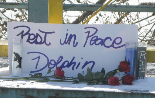 Dolphin memorial