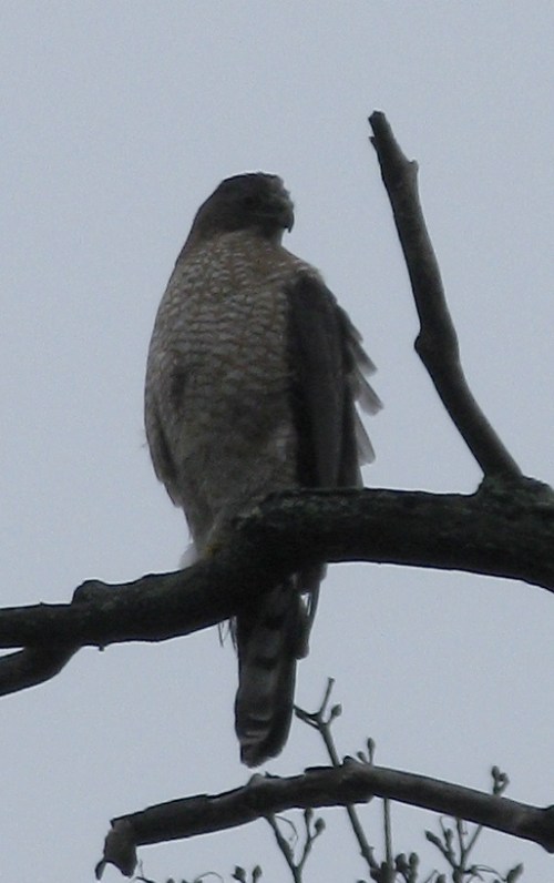 Accipiter