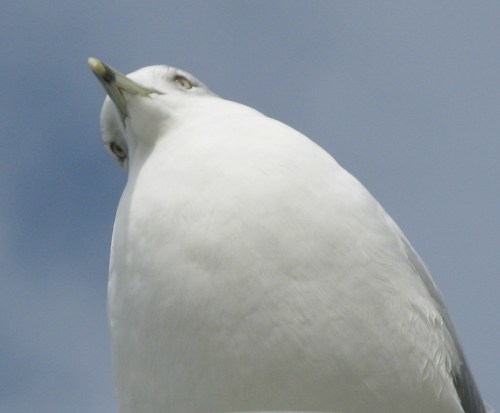 Larus delawarensis