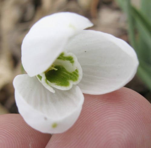 Galanthus sp