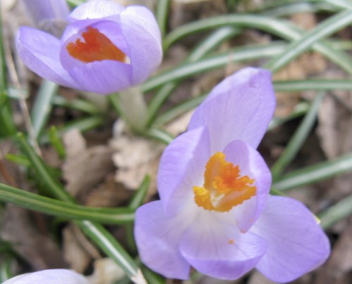 Crocus sp