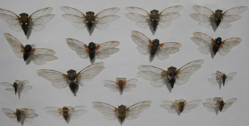 cicadas
