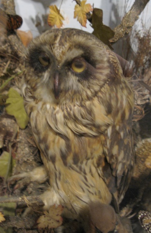 owl