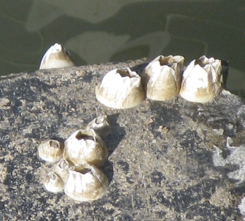 barnacles