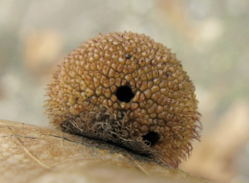 hedgehog gall