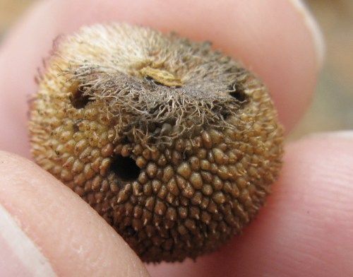 hedgehog gall