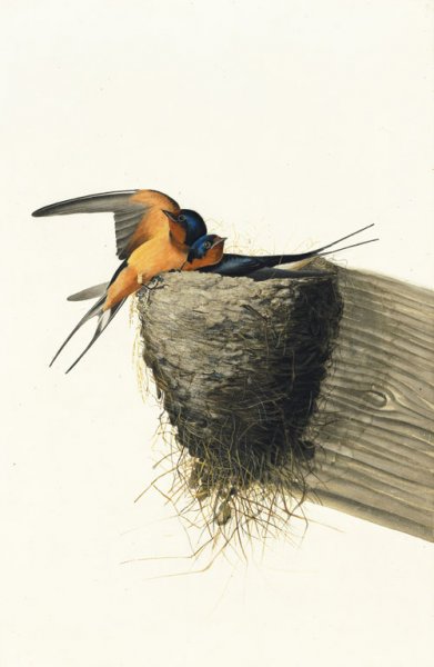 barnswallow