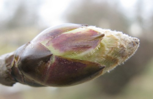 Liquidambar styraciflua