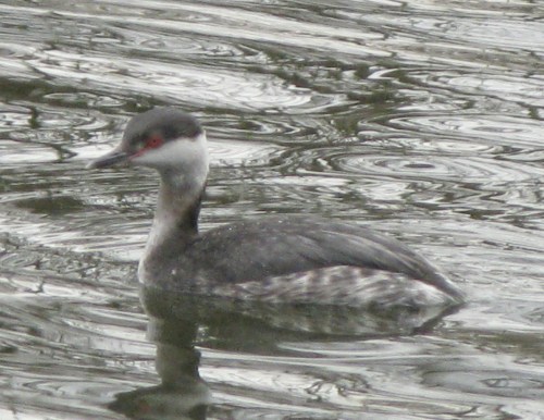 Podiceps auritus