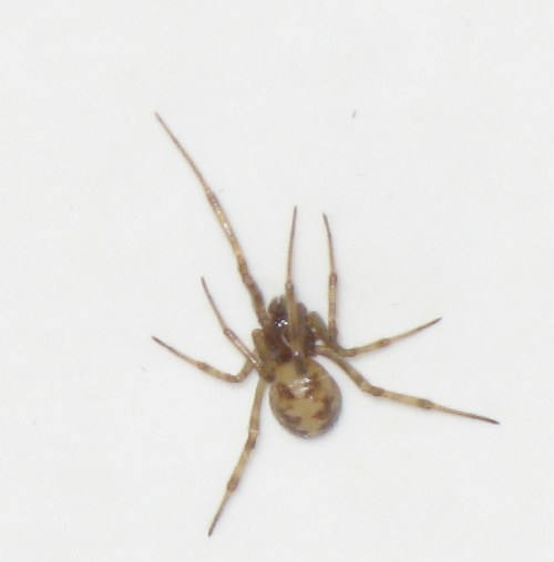 Parasteatoda tepidariorum