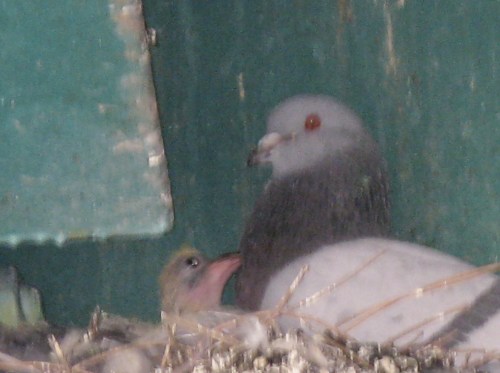baby pigeon